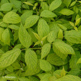 Framboisier Heritage Bio Framboisier Heritage Bio