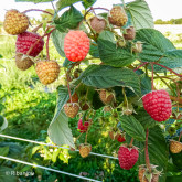 Framboisier Heritage Bio Framboisier Heritage Bio