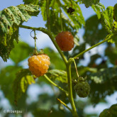 Framboisier Golden Queen Bio