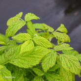 Framboisier Golden Queen Bio