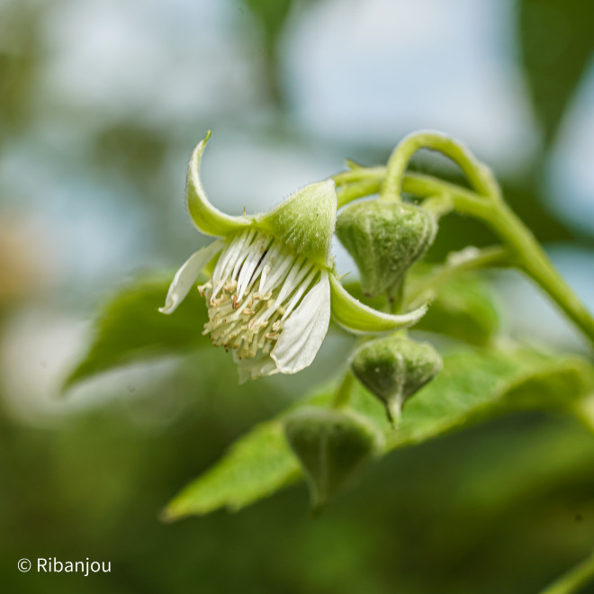 Framboisier Golden Queen Bio