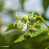 Framboisier Golden Queen Bio