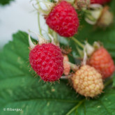 Framboisier Frida Bio