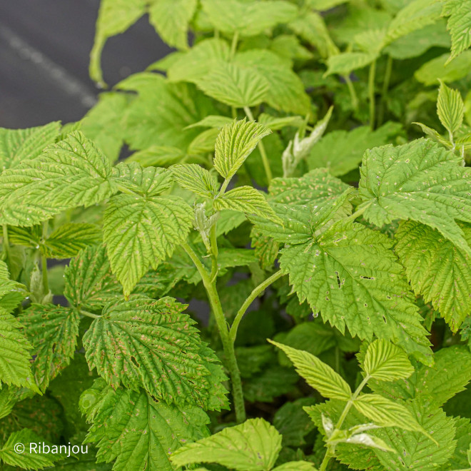 Framboisier Frida Bio