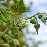 Framboisier Frida Bio