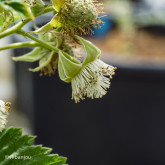 Framboisier Faro Bio