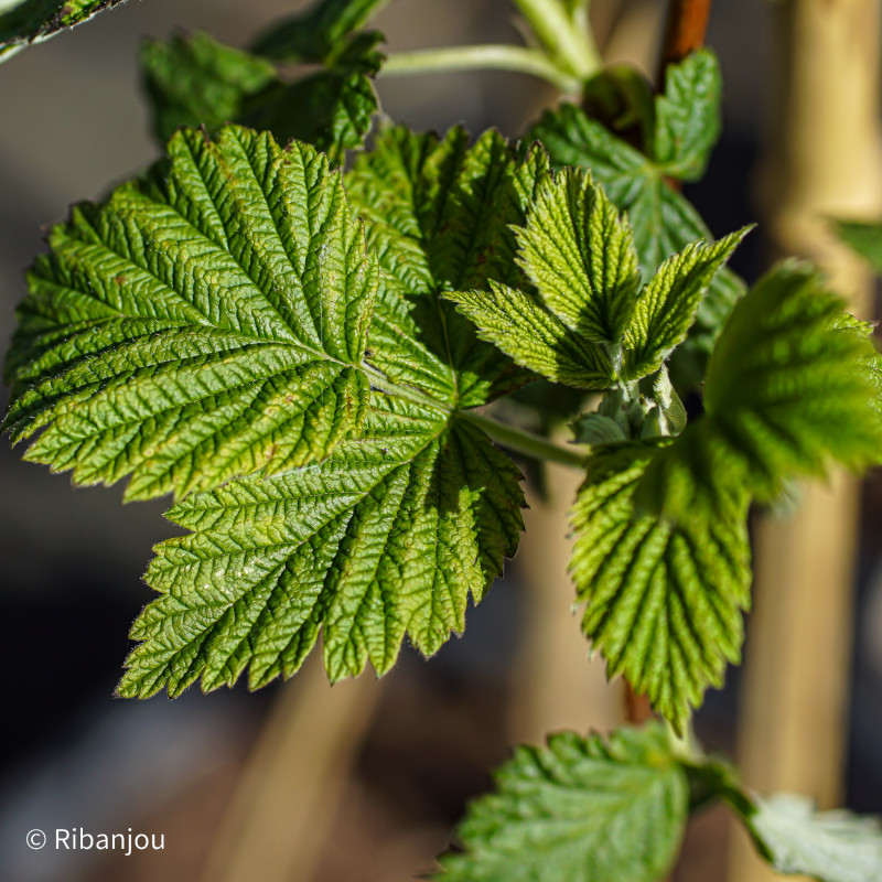 Framboisier Faro Bio