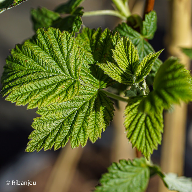 Framboisier Faro Bio