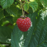 Framboisier Faro Bio