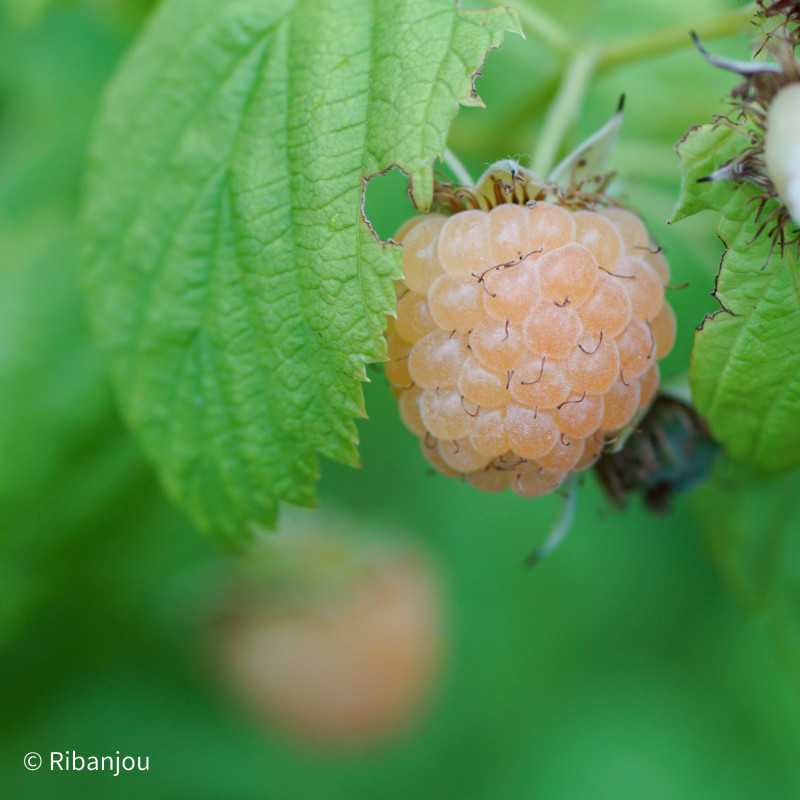 Framboisier Fall Gold Bio