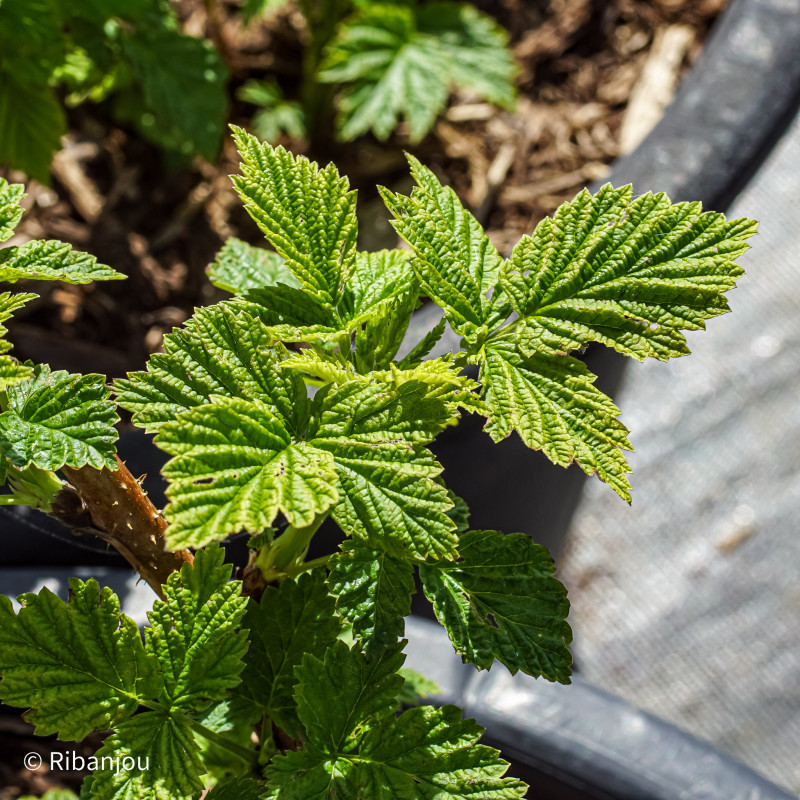 Framboisier Fall Gold Bio