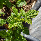 Framboisier Fall Gold Bio