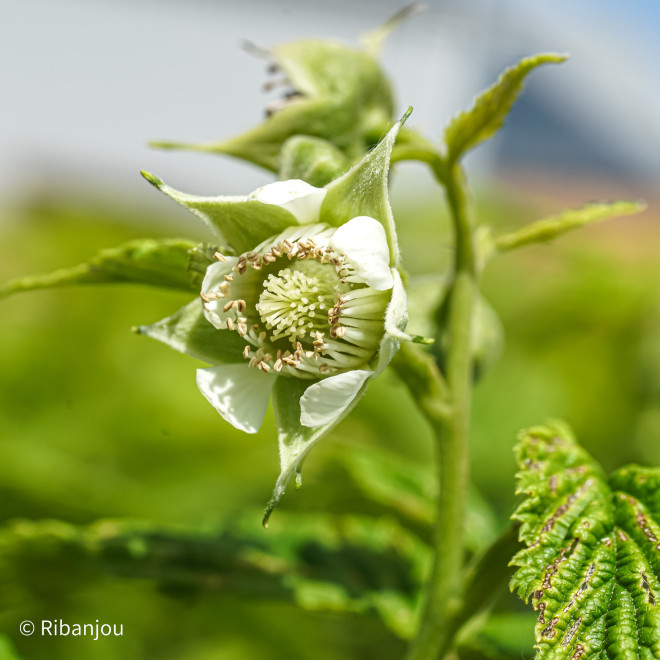 Framboisier Fall Gold Bio