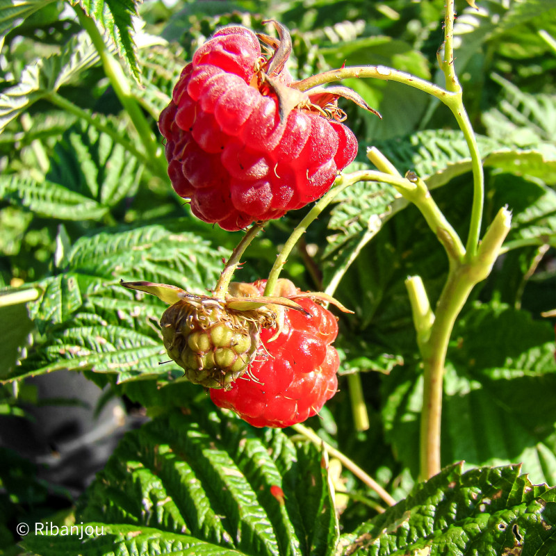 Framboisier Capitou Bio