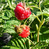 Framboisier Capitou Bio