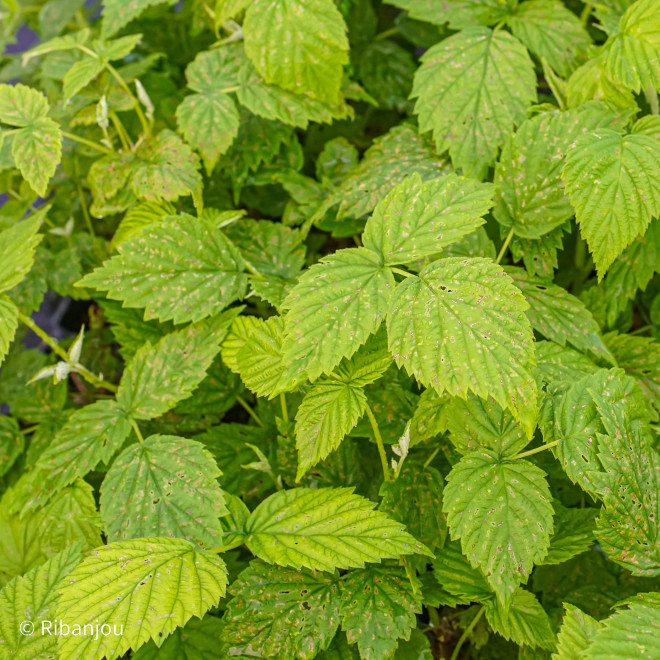 Framboisier Capitou Bio