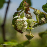 Framboisier Wawi Bio