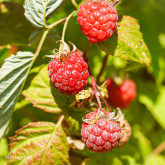 Framboisier Wawi Bio