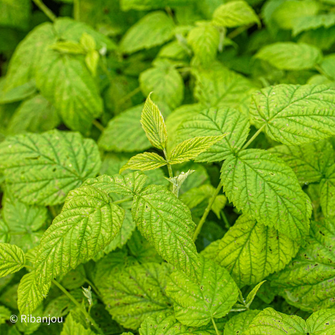 Framboisier Wawi Bio