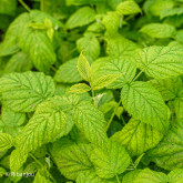 Framboisier Wawi Bio