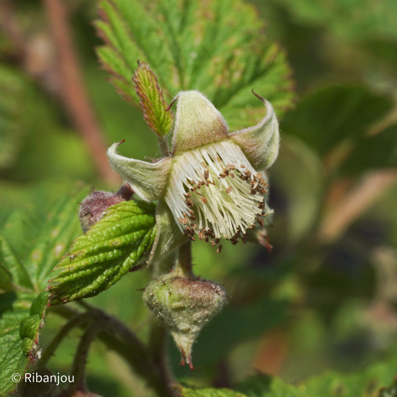 Framboisier Willamette Bio Framboisier Willamette Bio