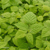 Framboisier Willamette Bio Framboisier Willamette Bio