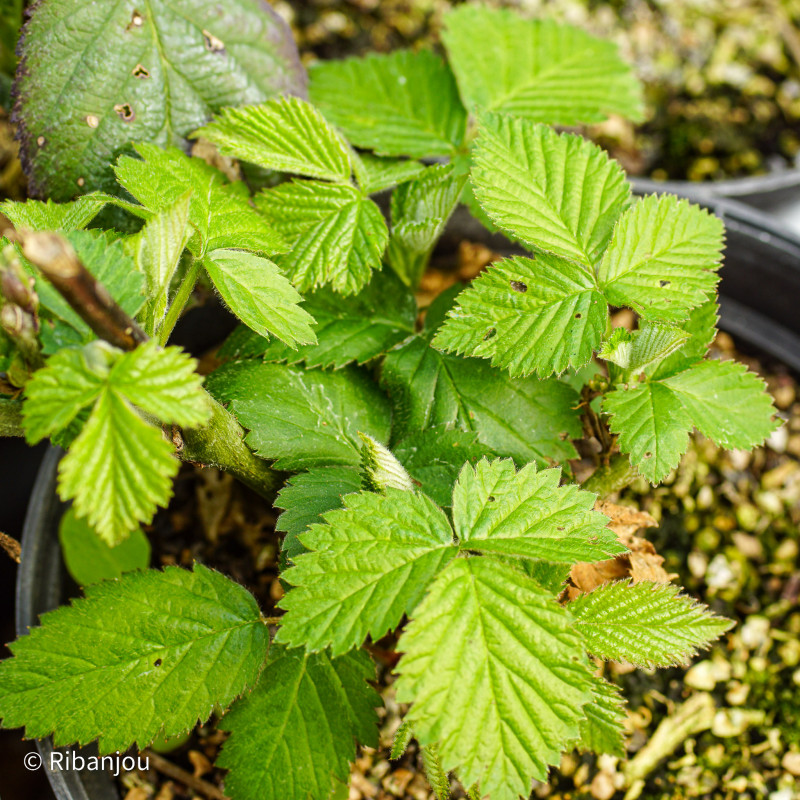 Mûre Triple Crown Bio