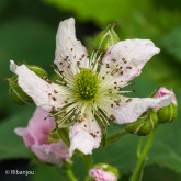 Mûre Triple Crown Bio