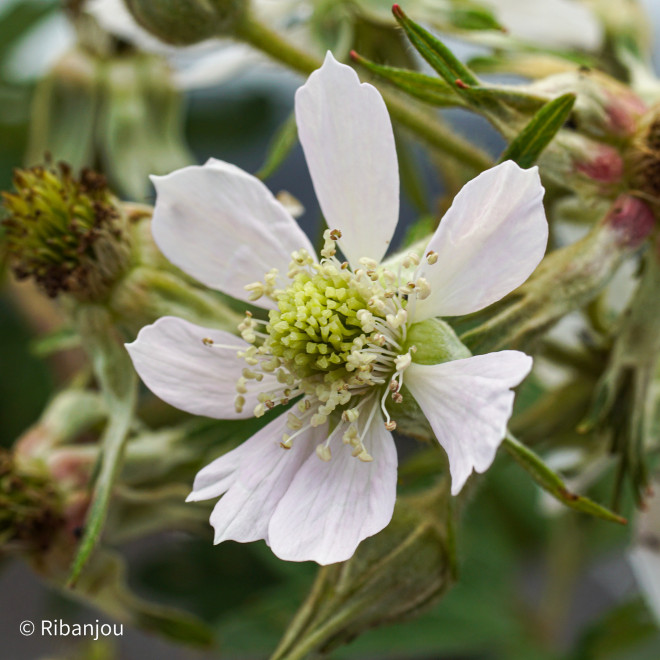 Mûre Thornless Evergreen Bio