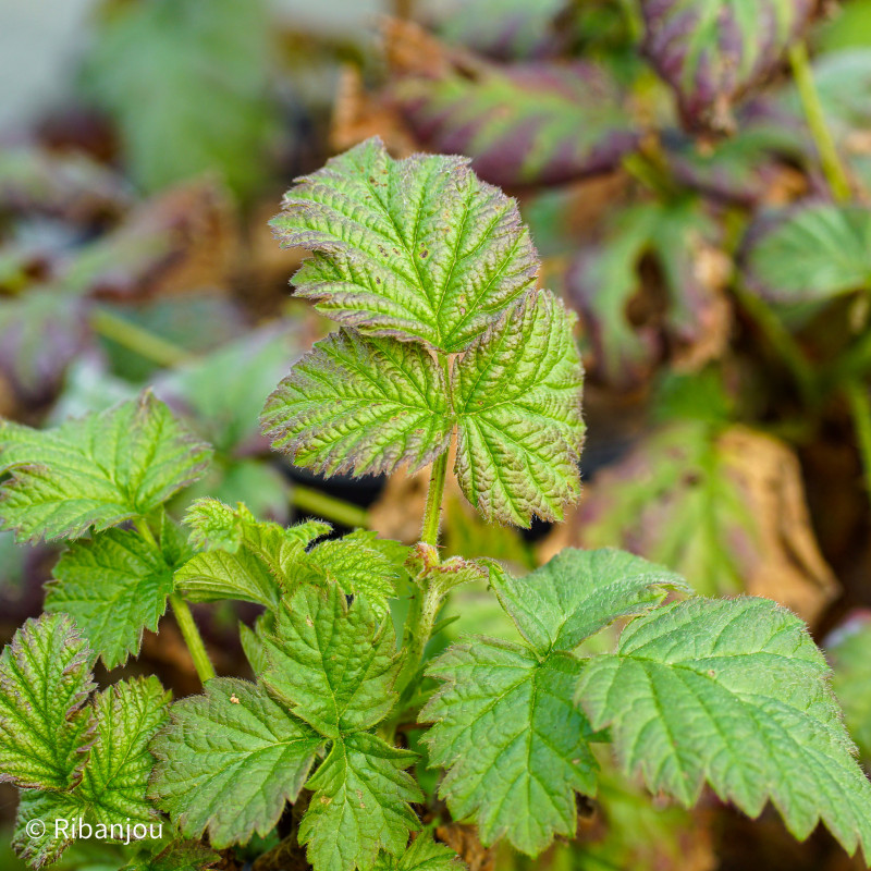 Mûre Framboise Tayberry Bio
