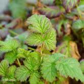 Mûre Framboise Tayberry Bio