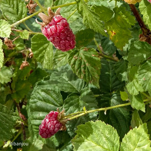 Mûre Framboise Tayberry Bio