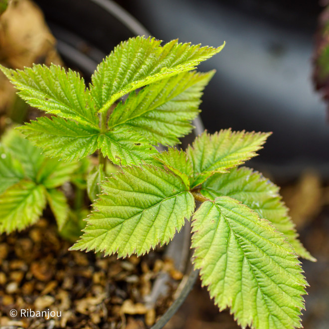 Mûre Smoothstem Bio