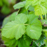 Mûre Loganberry Bio