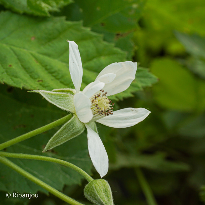 Mûre Loganberry Bio