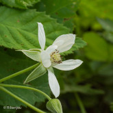 Mûre Loganberry Bio