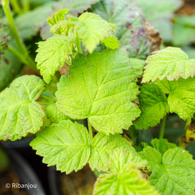 Mûre Framboise Buckingham Bio