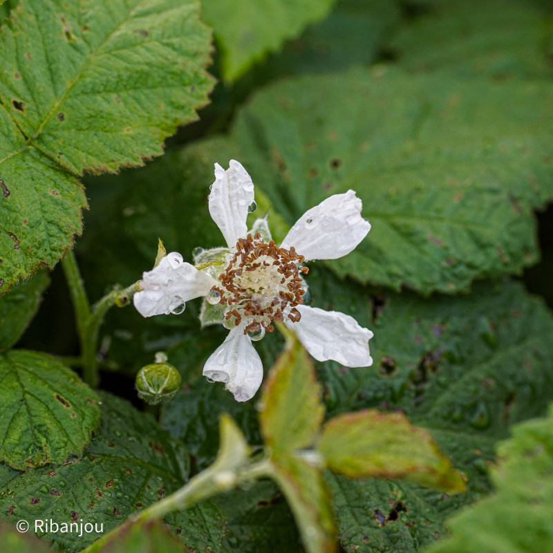 Mûre Framboise Buckingham Bio