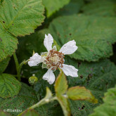 Mûre Framboise Buckingham Bio