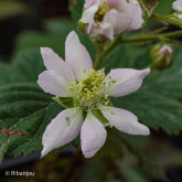 Mûre Black Satin Bio