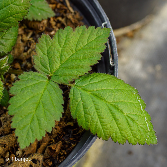 Mûre Black Satin Bio