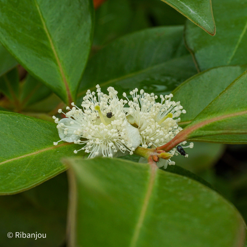 Goyavier Fraise à Fruits Rouges Bio
