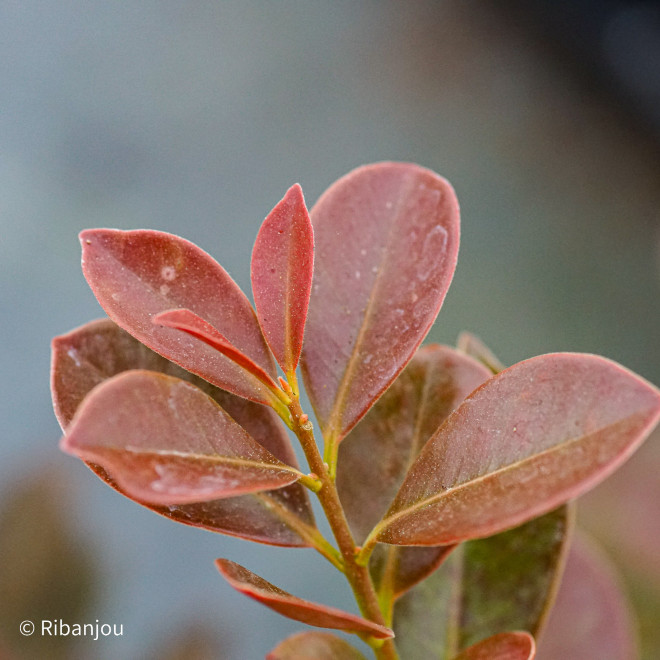 Goyavier Fraise à Fruits Rouges Bio