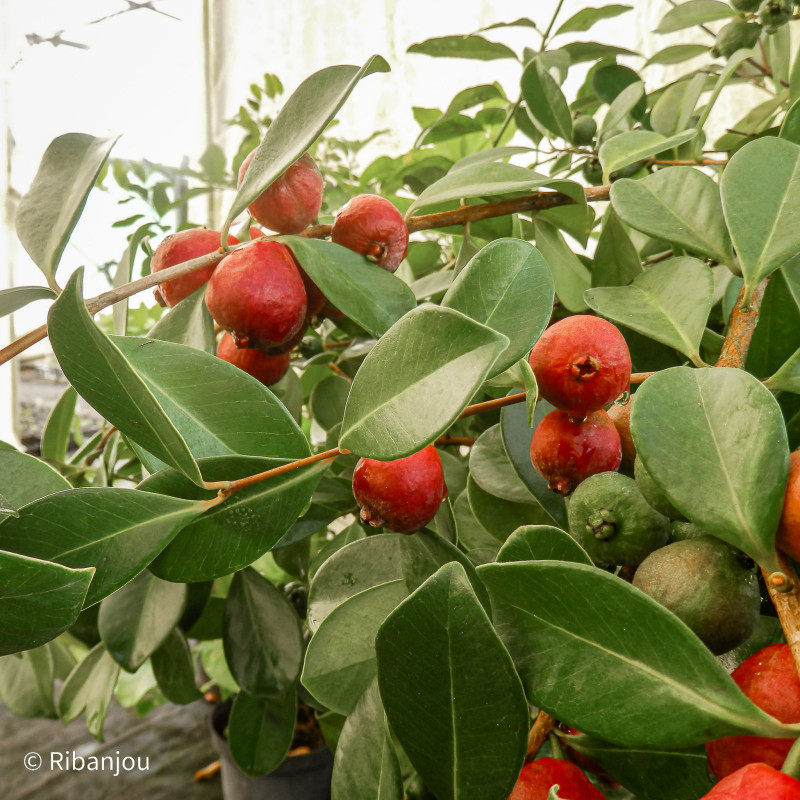 Goyavier Fraise à Fruits Rouges Bio