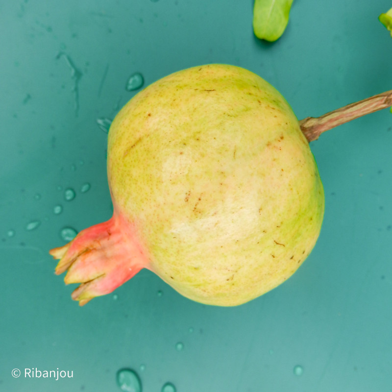 Grenadier Jaune Couture Bio