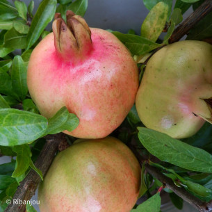 Grenadier Jaune Couture Bio