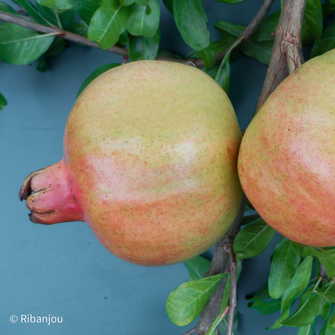 Grenadier Jaune Couture Bio