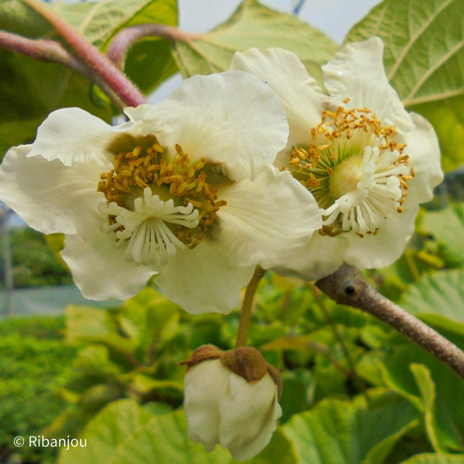 Kiwi Femelle Hayward Bio