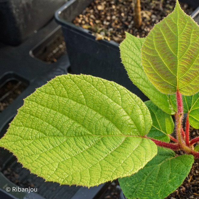 Kiwi Femelle Hayward Bio