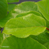 Kiwaï ♀ à Fruits Verts Ronds Bio